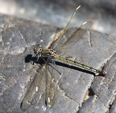 diphlibia nymphoides